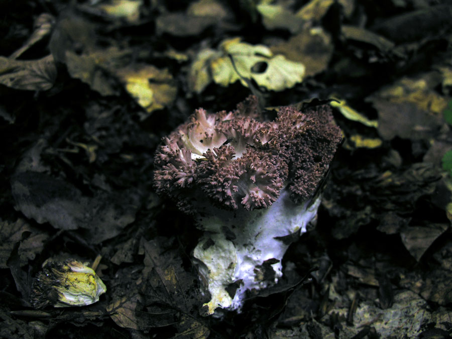 Faggeta